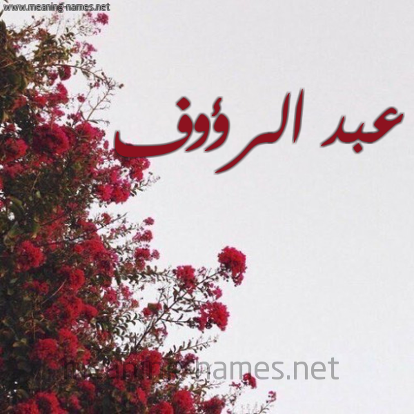 شكل 18 صوره الورد الأحمر للإسم بخط رقعة صورة اسم عبد الرؤوف Abd-Alraoof